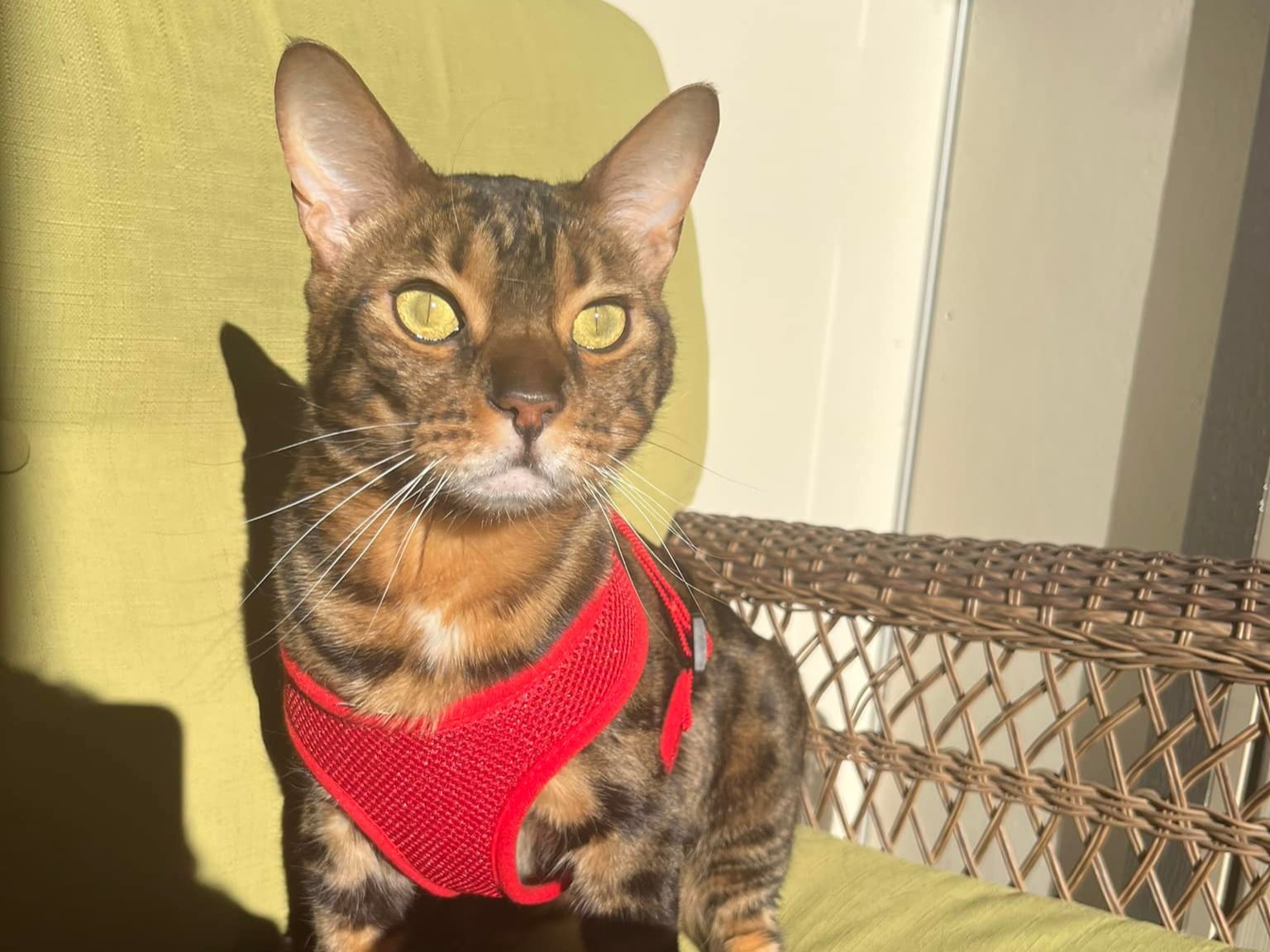 brown spotted bengal cat in the sun, on a patio chair, with a harness on.